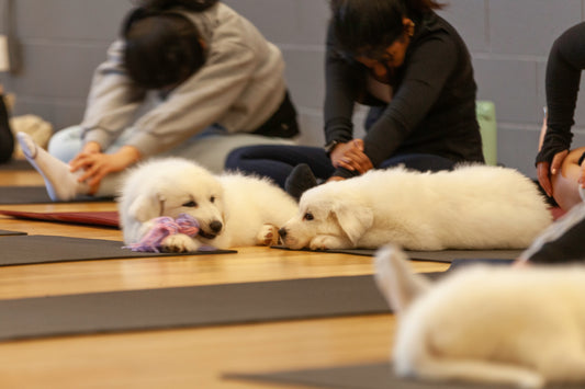 What is Puppy Yoga