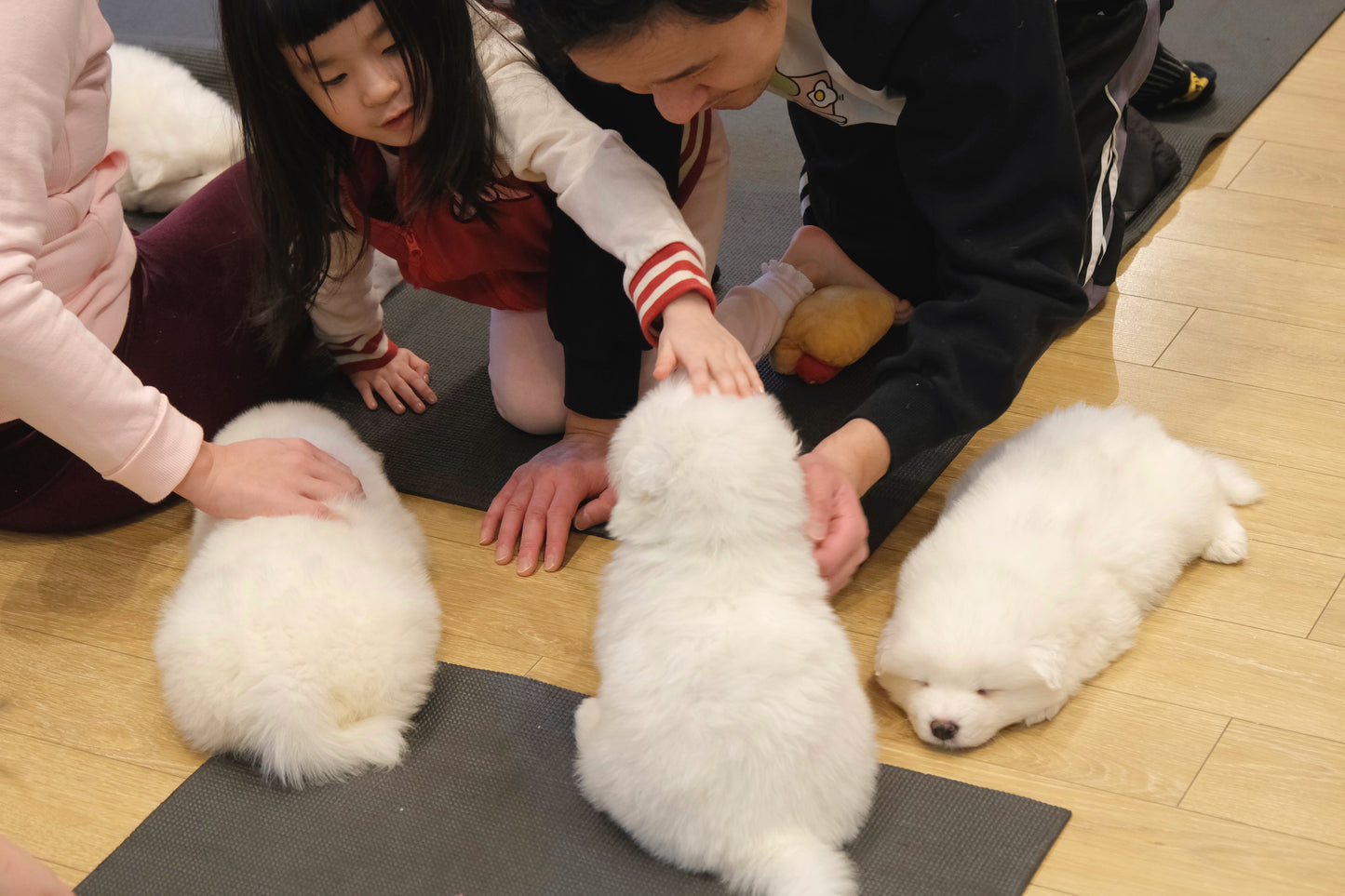 Puppy Yoga (Markham and North York)