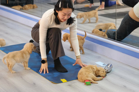 Puppy Yoga (Markham and North York)