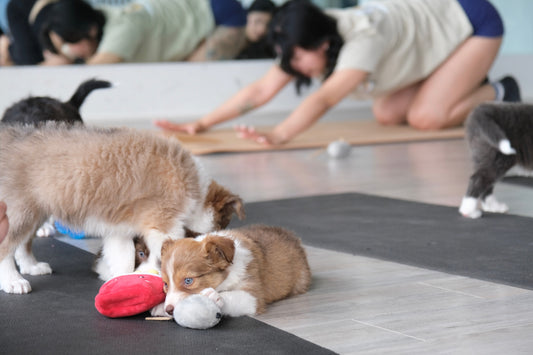 What is Puppy Yoga