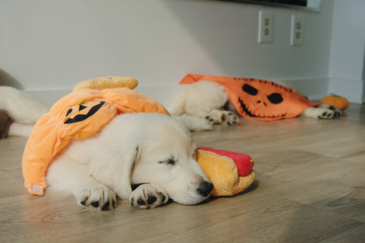 Private Puppy Yoga Session- November 16th, 2026