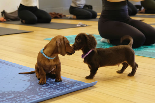 Puppy Yoga(Early Bird promotion)