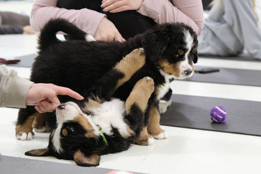 Puppy Yoga (Markham and North York)