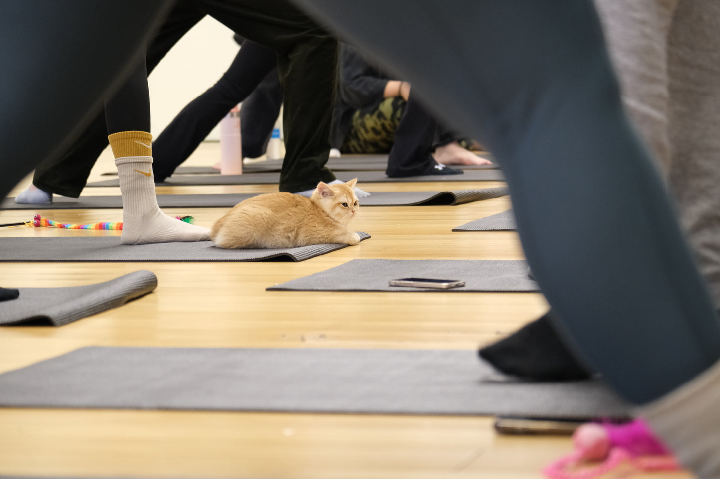 Kitty Yoga（Kitten Yoga)