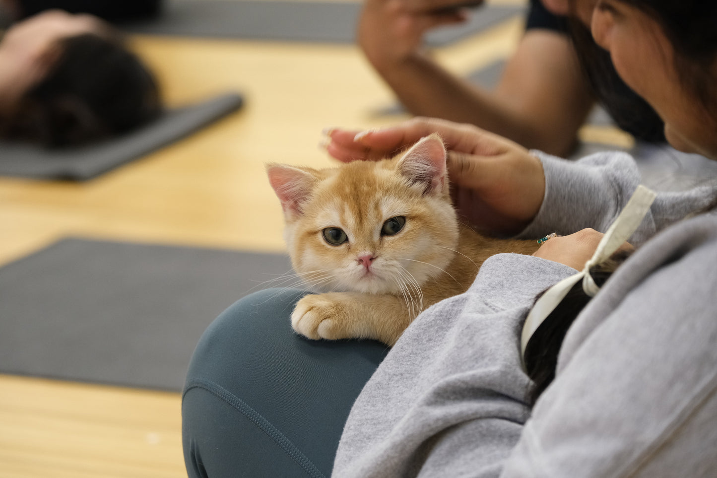 Kitty Yoga（Kitten Yoga)