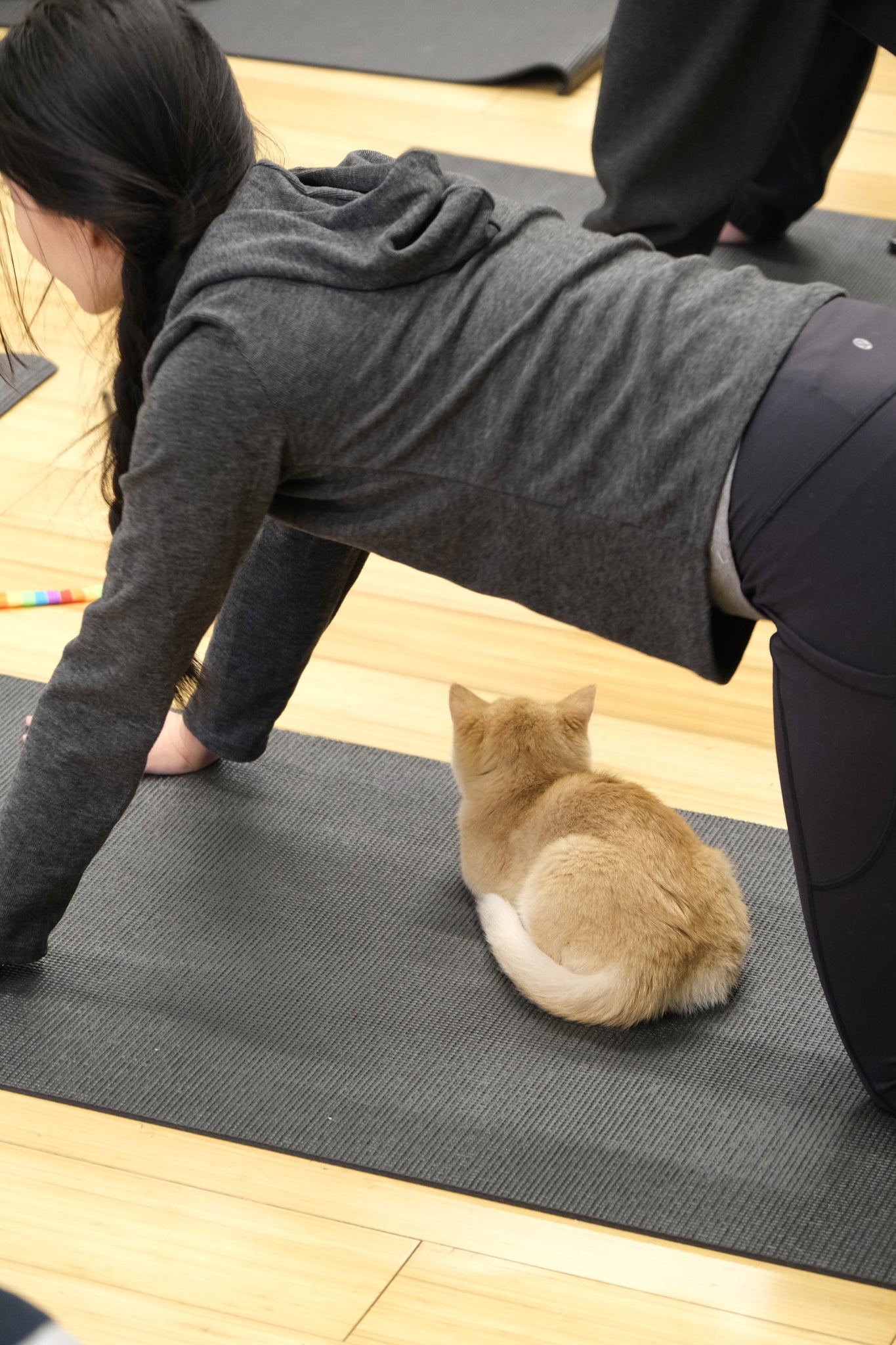 Kitty Yoga（Kitten Yoga)